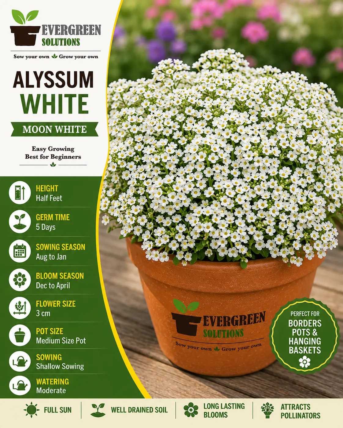 Alyssum White