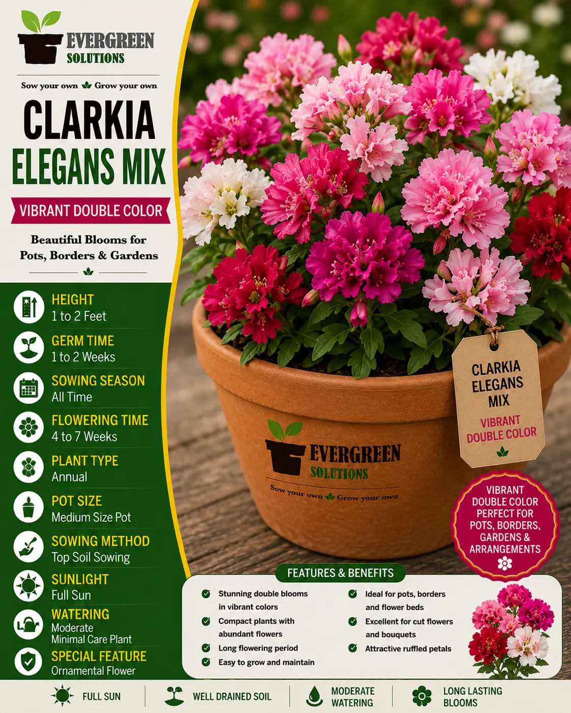 Clarkia Elegans Mix