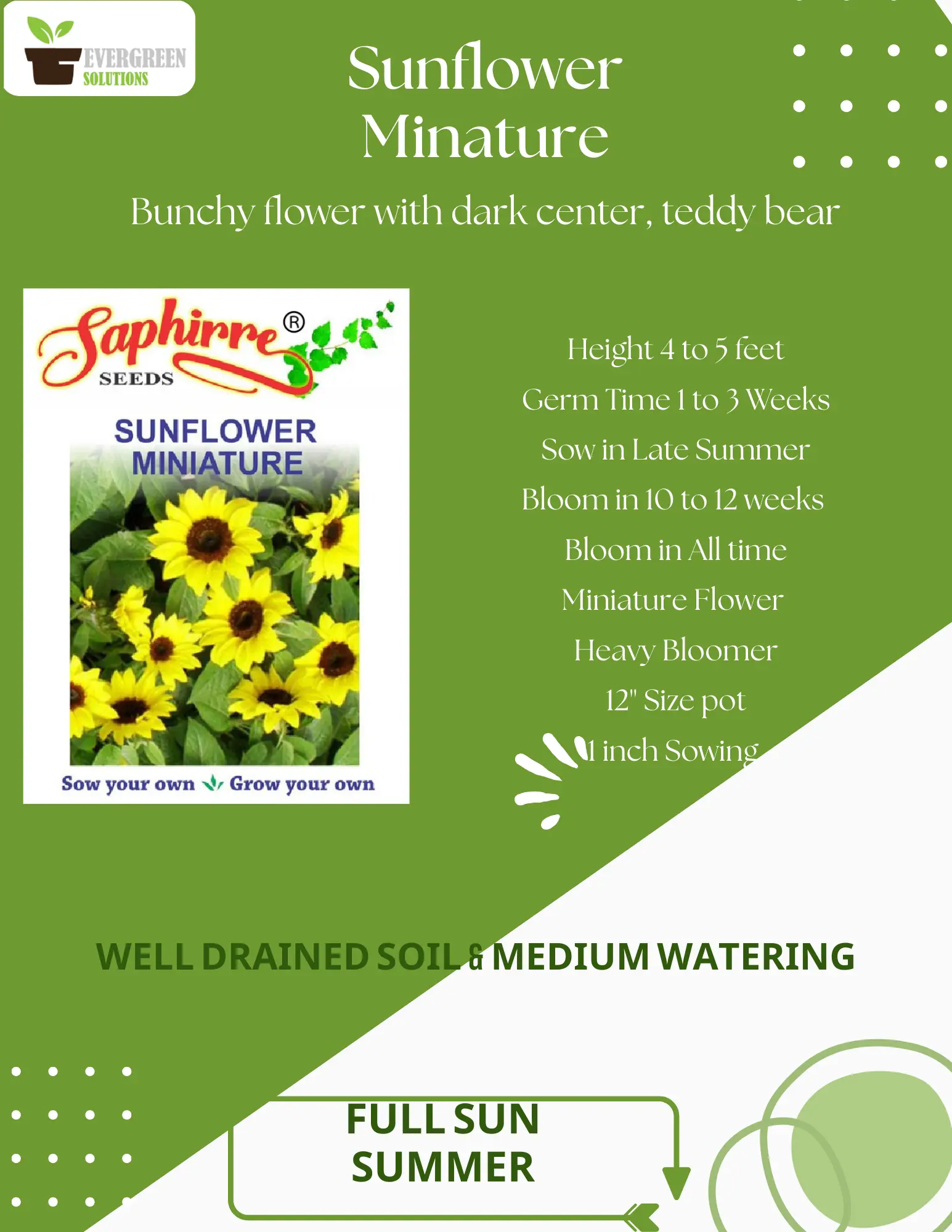 SUNFLOWER MINIATURE
