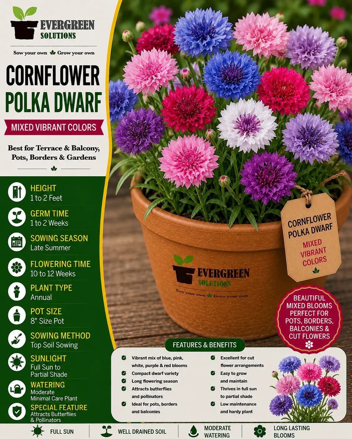 Cornflower Polka Dwarf