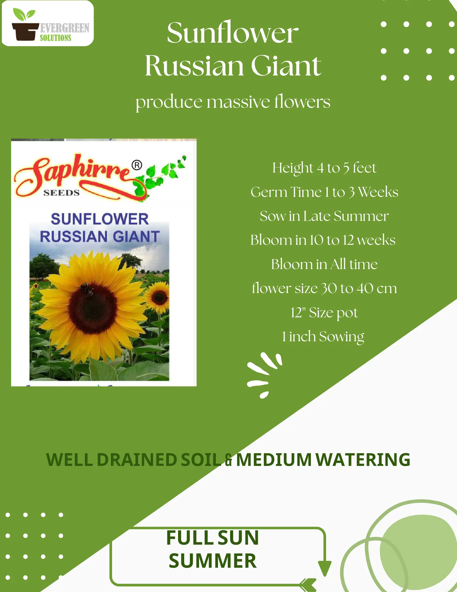 SUNFLOWER RUSSIAN GIANT