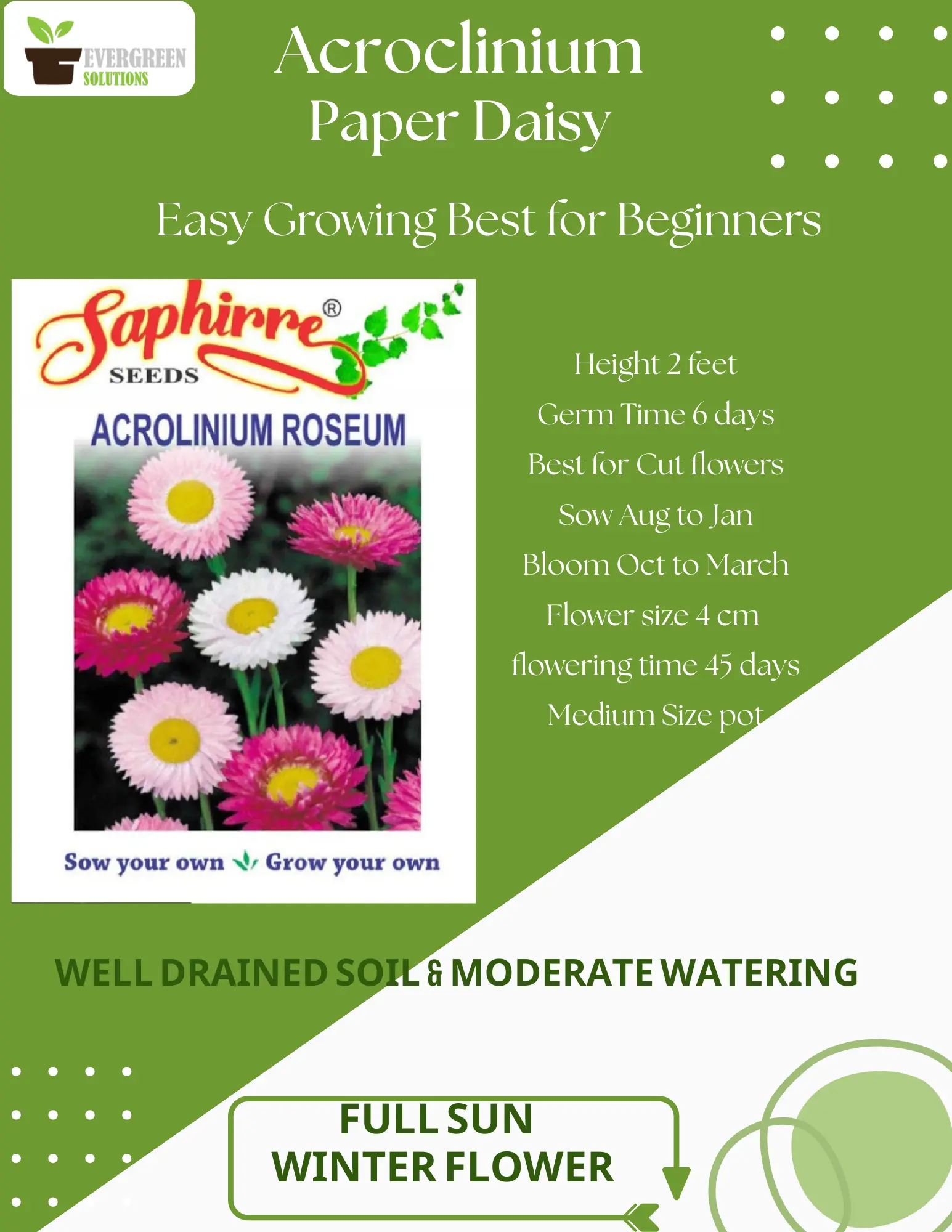 Acroclinium Roseum