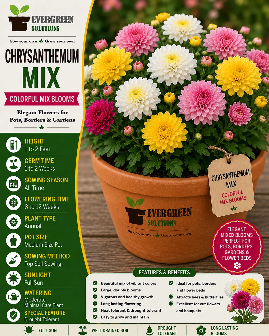 Chrysanthemum
