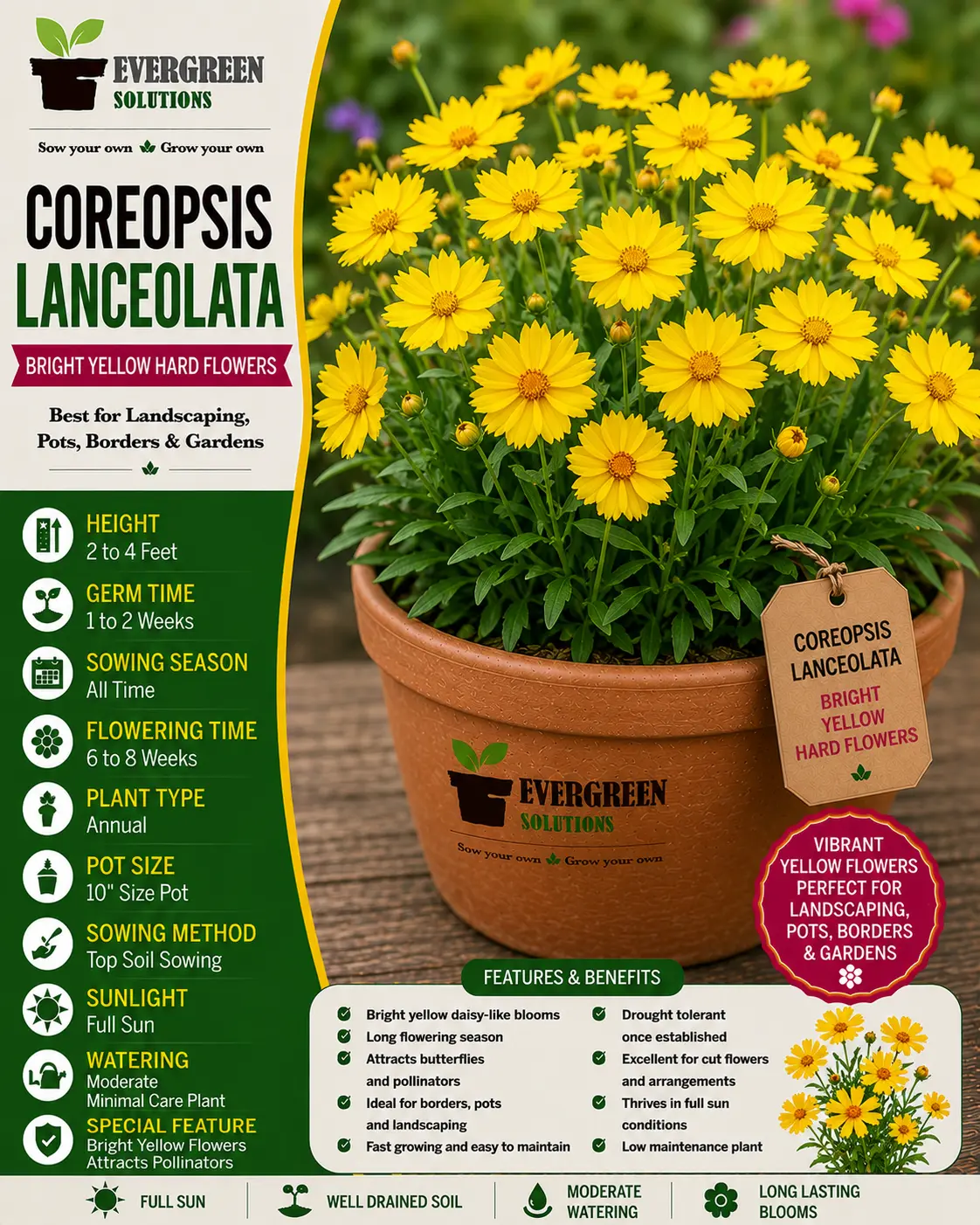Coreopsis Lanceolata - Bright Yellow Flowering