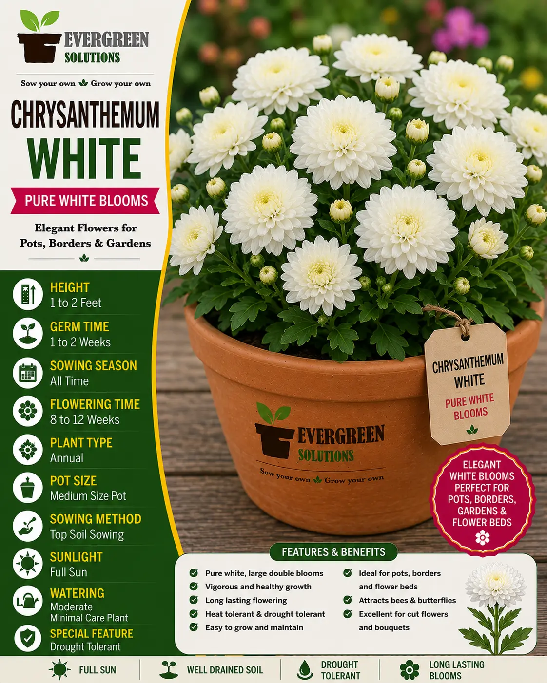 Chrysanthemum